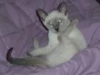Reinrassige blue-Point Siam Kitten geimpft entw. Gesundheitsbesch. abzugeben
